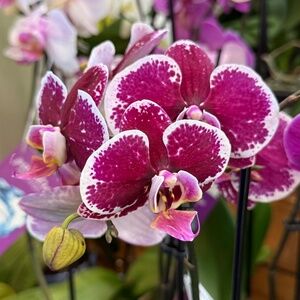 Meet your Posher, Dani